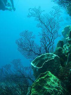 a person scubas in the water near some coral reefs and sea fanches, while another diver looks on