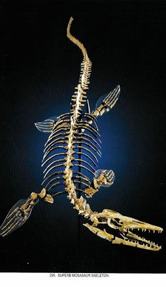 the skeleton of a dinosaur is shown in this image, it appears to have been made from real bones