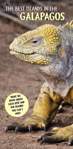 an iguana with the caption best islands in the galapagos