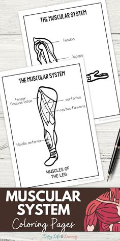 the muscular system worksheet and coloring pages for kids to learn how to draw muscles