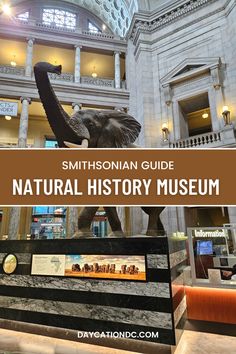 the smithsonian guide to natural history museum with an elephant statue in the center and text overlay that reads smithsonian guide