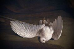 a white bird with its wings spread out