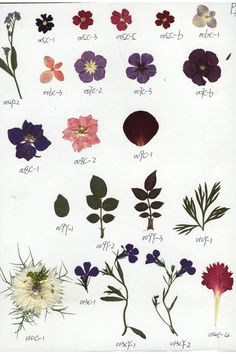 an image of various flowers and their names