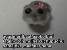 a small hamster with big eyes and a pink bow on its head