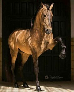 a brown horse standing on its hind legs in front of a black door with it's leg up