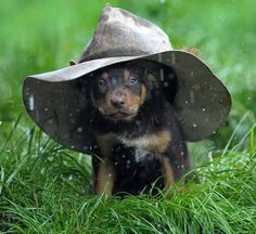 a dog with a hat on its head in the grass while it's raining