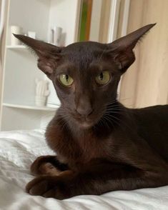 a close up of a cat laying on a bed