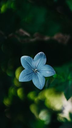 a blue flower with green leaves in the background