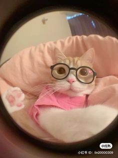 cat pfp icon cute fisheye Cat Of The Day, Cat With Glasses, Cat Pfp, Icon Cute, Cat Owners, Growing Up