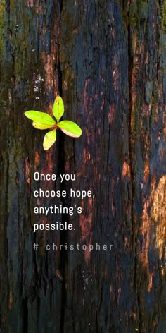 a tree with a quote on it that says, once you choose hope, anything's possible