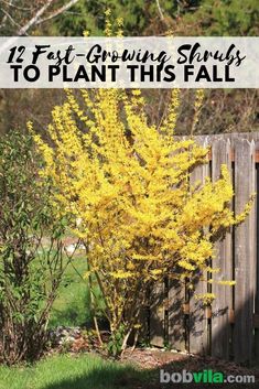 yellow flowering shrub in front of a wooden fence with text overlay that reads 12 fast growing shrubs to plant this fall