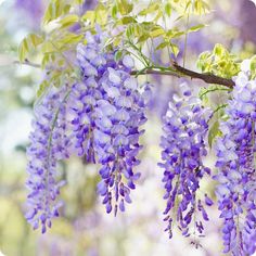 purple flowers are hanging from a tree branch