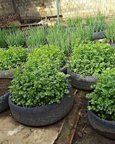 several tires filled with plants and dirt on the ground