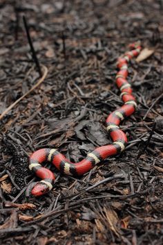 a red and black snake laying on the ground