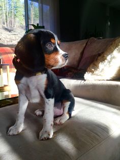 a dog sitting on top of a couch next to a window