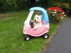 a white dog sitting in a pink and blue toy car on the grass next to flowers