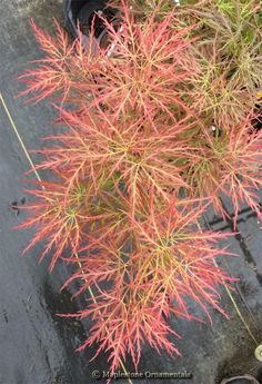 some pink and yellow plants in a pot on the side of the road with black pavement