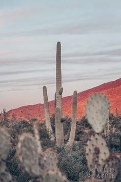 the desert is full of cacti and cactus trees