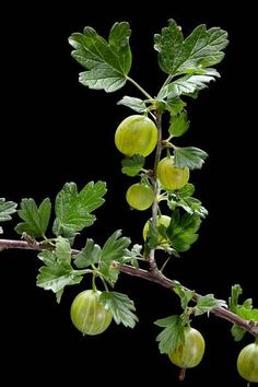 a branch with green fruits and leaves on it, against a black backround