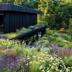 an image of a garden with flowers and plants