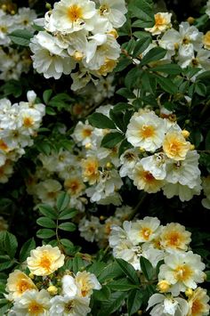 white and yellow flowers are blooming in the garden