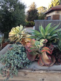 several succulents and other plants are sitting on a wooden bench