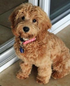 a small brown dog sitting in front of a door