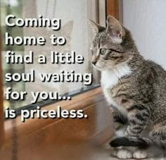 a cat is sitting on the window sill looking out at the outside world and saying, coming home to find a little soul waiting for you is priceless