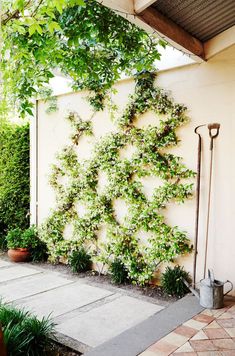 an outdoor garden with plants growing on the wall