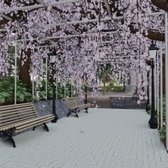 two park benches under a canopy covered in pink flowers