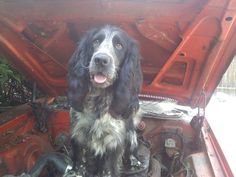 a black and white dog sitting in the back of a red car with its hood open