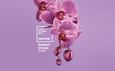 two purple orchids with the words pantone radiant orchid on them