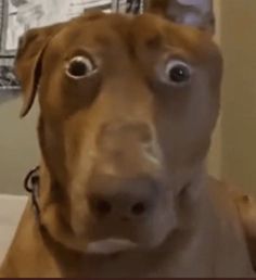 a brown dog with big blue eyes looking at the camera