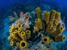 an underwater view of yellow sponge corals on the ocean floor