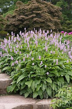 purple flowers are growing in the garden next to stone steps and bushes with green leaves on them