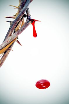 a drop of blood hanging from a tree branch