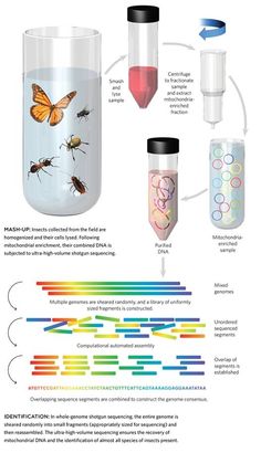 an info sheet describing the different types of insects in beaks and beakle containers