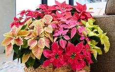 a basket filled with red and green poinsettias