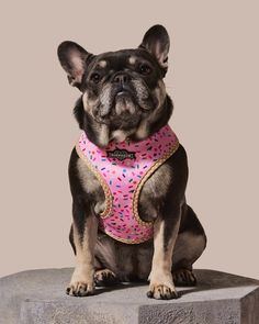 a small dog wearing a pink bandana sitting on top of a cement block with sprinkles