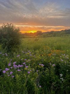 the sun is setting over an open field with wildflowers