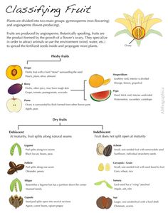 the different types of fruits and vegetables that are labeled in this diagram, including watermelon