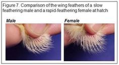 two pictures showing the different stages of feathering