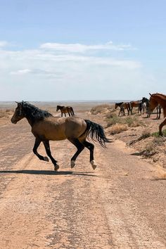 a horse running across a dirt road with other horses in the background