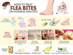 an info sheet describing how to treat flea bites on humans and pets with pictures of the steps