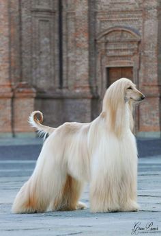 Afghan hound Dogs Stuff, Dogs Breeds, About Dogs, Appaloosa, Hound Dog, Quarter Horse, Dogs Of The World, Whippet