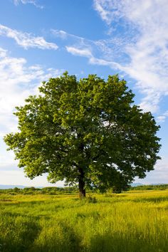 a lone tree stands in the middle of a grassy field under a blue sky with wispy clouds