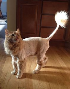 a cat standing on top of a hard wood floor