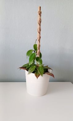 a white potted plant with green leaves and a wooden stick sticking out of it