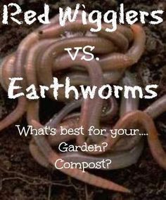 red wigglers vs earthworms what's best for your garden compost?