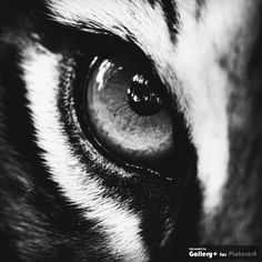 an animal's eye is shown in black and white